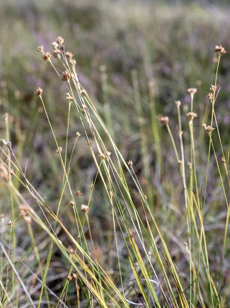 Primer plano de hermosa hierba verde con fondo borroso — Foto de Stock