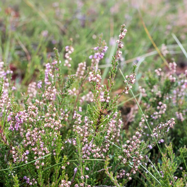 Nahaufnahme von schönem grünen Gras mit unscharfem Hintergrund — Stockfoto