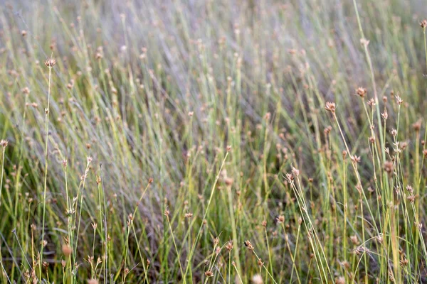 Nahaufnahme von schönem grünen Gras mit unscharfem Hintergrund — Stockfoto