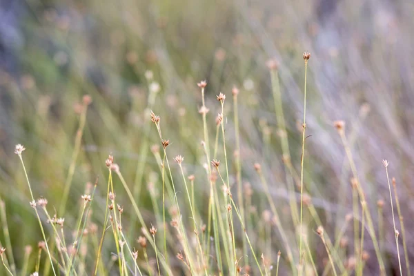 Nahaufnahme von schönem grünen Gras mit unscharfem Hintergrund — Stockfoto