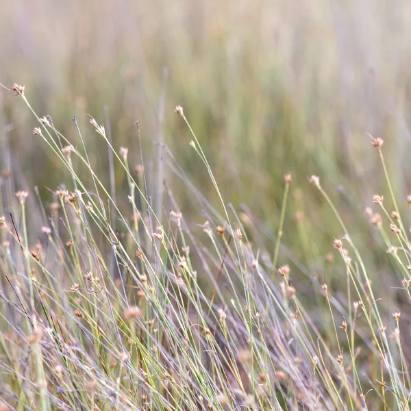 Крупный план красивой зеленой травы с размытым фоном — стоковое фото