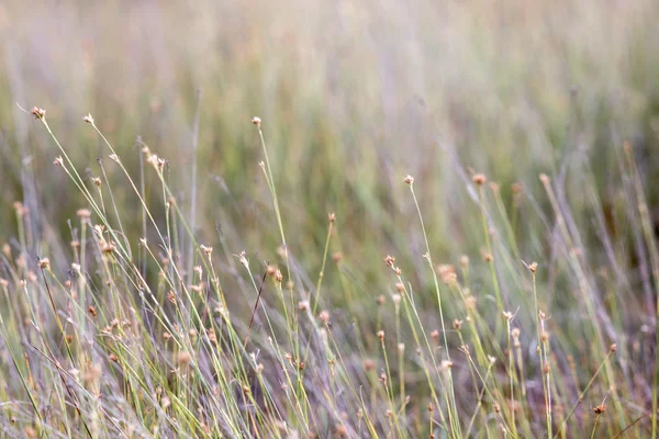 Nahaufnahme von schönem grünen Gras mit unscharfem Hintergrund — Stockfoto