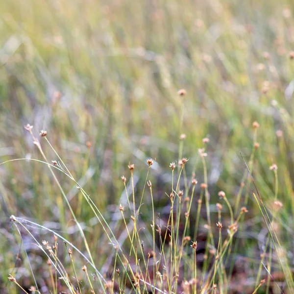 Closeup of beautiful green grass with blur background — Stock Photo, Image