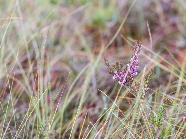 Nahaufnahme von schönem grünen Gras mit unscharfem Hintergrund — Stockfoto