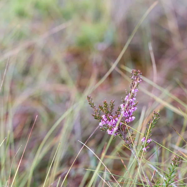 Primer plano de hermosa hierba verde con fondo borroso — Foto de Stock