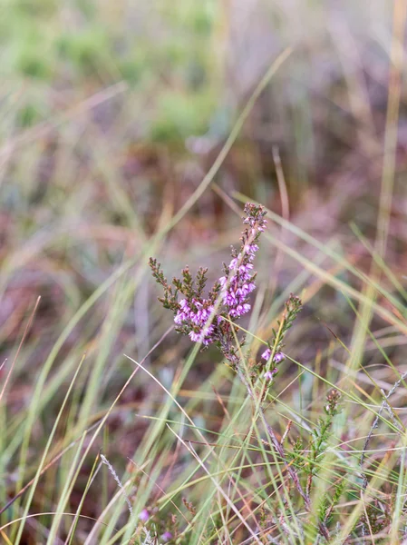 Primer plano de hermosa hierba verde con fondo borroso — Foto de Stock