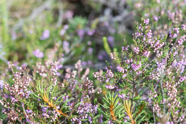 Nahaufnahme von schönem grünen Gras mit unscharfem Hintergrund — Stockfoto