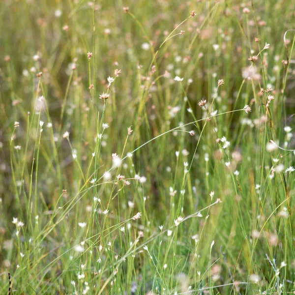 Zbliżenie pięknej zielonej trawy z rozmycie tła — Zdjęcie stockowe