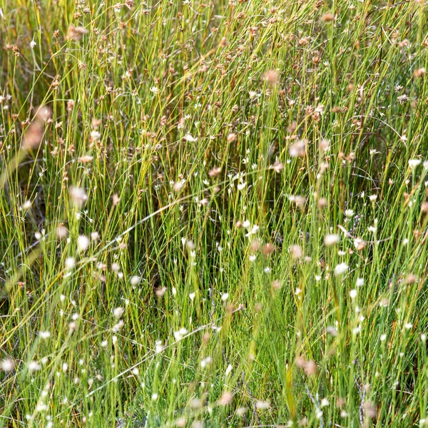 Nahaufnahme von schönem grünen Gras mit unscharfem Hintergrund — Stockfoto