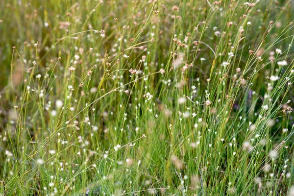 Close-up de grama verde bonita com fundo borrão — Fotografia de Stock