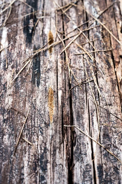 Asse di legno con schegge e crepe — Foto Stock