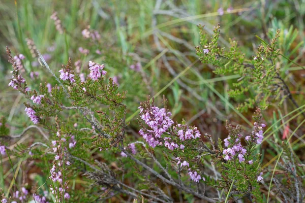 Primer plano de hermosas plantas verdes con fondo borroso — Foto de Stock