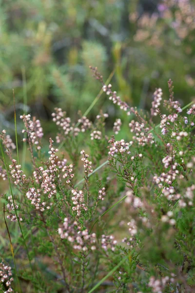 Primer plano de hermosas plantas verdes con fondo borroso — Foto de Stock