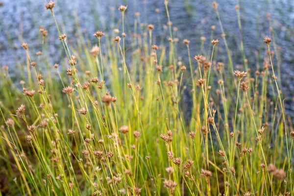 Close-up de belas plantas verdes com fundo borrão — Fotografia de Stock