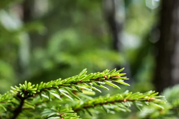 Rami di pino su sfondo sfocato — Foto Stock