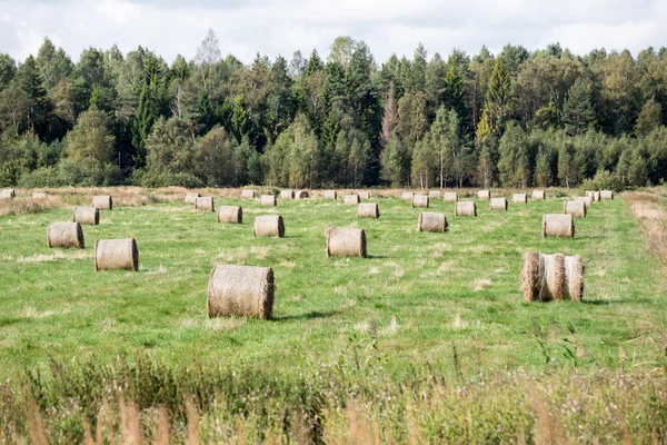 Rolki siana w zielone pole — Zdjęcie stockowe