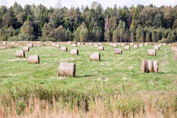 Rullar av hö i grönt fält — Stockfoto