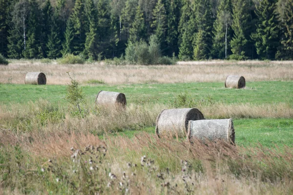 Rolls of hay in green field — Stock Photo, Image