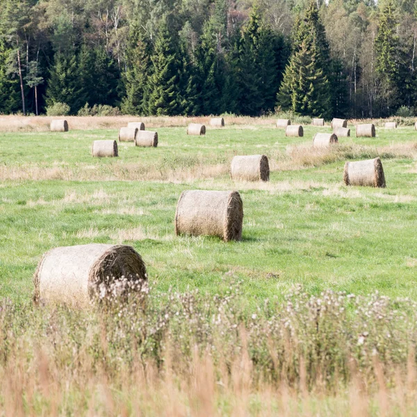 Rolki siana w zielone pole — Zdjęcie stockowe