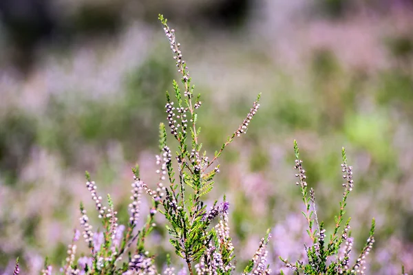 Herbstheide mit Bokeh — Stockfoto