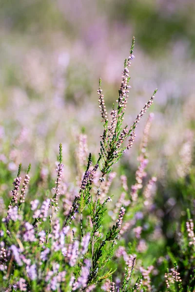 Herbstheide mit Bokeh — Stockfoto