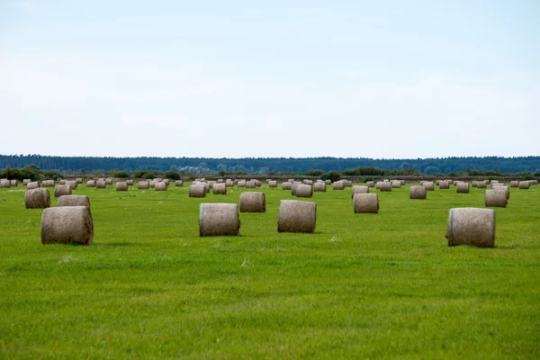 Rollos de heno en campo verde —  Fotos de Stock