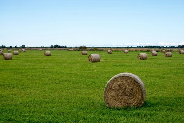 Rullar av hö i grönt fält — Stockfoto