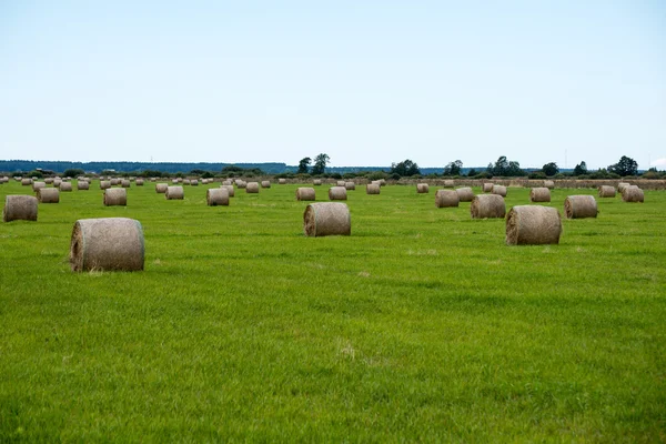 Rullar av hö i grönt fält — Stockfoto