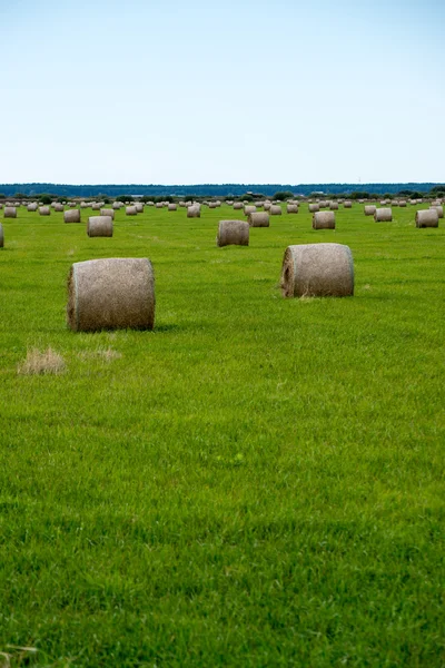 Rullar av hö i grönt fält — Stockfoto