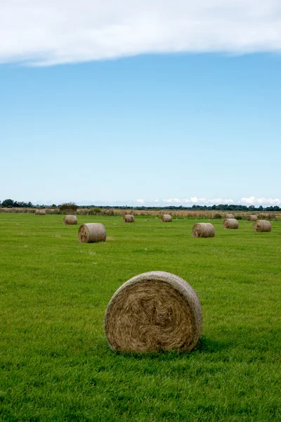 Rollos de heno en campo verde —  Fotos de Stock