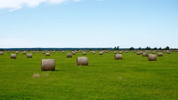 Rotoli di fieno in campo verde — Foto Stock