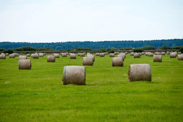 Rolki siana w zielone pole — Zdjęcie stockowe