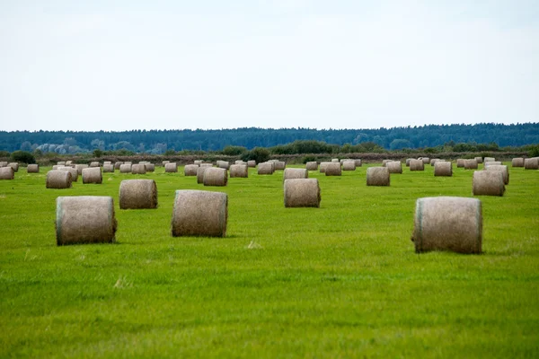 Rollos de heno en campo verde —  Fotos de Stock