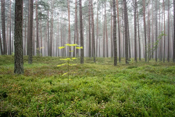 Туманное утро в настроениях — стоковое фото