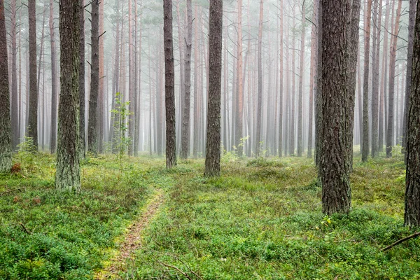 Ködös reggel az erdőben — Stock Fotó