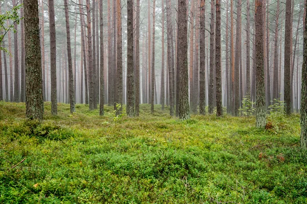 在树林里雾的早晨 — 图库照片