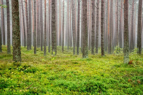 Dimmig morgon i skogen — Stockfoto