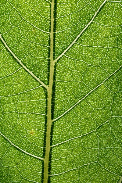 Padrão macro folha de verde — Fotografia de Stock