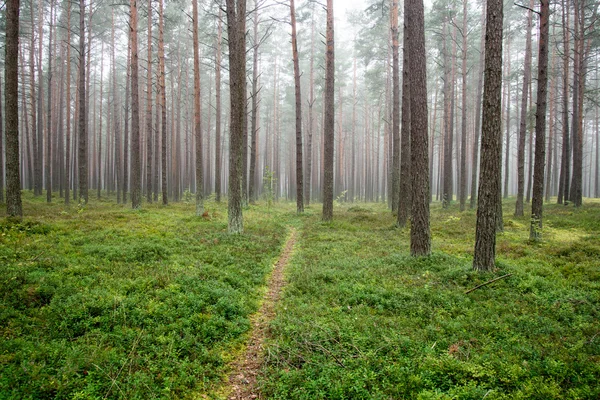 Matin brumeux dans les bois — Photo