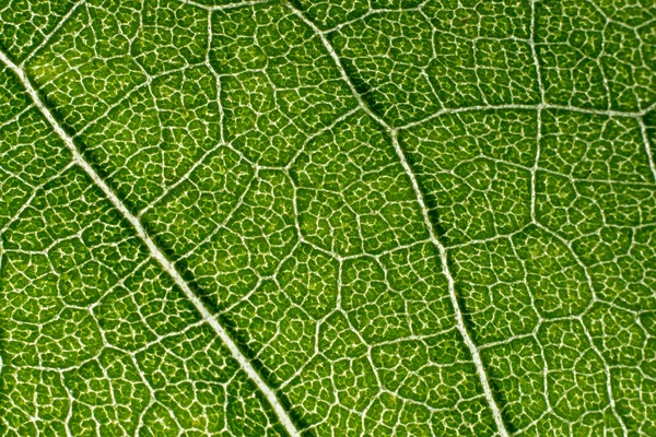 Padrão macro folha de verde — Fotografia de Stock