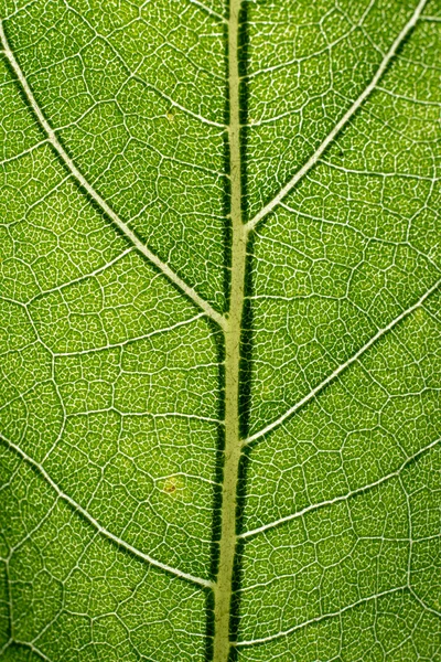 Padrão macro folha de verde — Fotografia de Stock