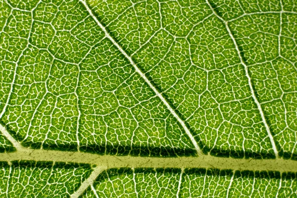 Padrão macro folha de verde — Fotografia de Stock