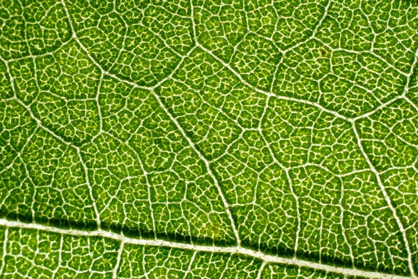 Patrón macro hoja de verde — Foto de Stock