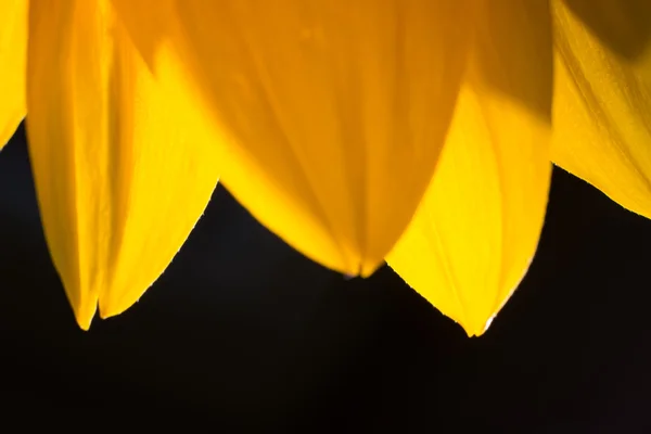 Mooie defocus vervagen achtergrond met de tedere bloemen — Stockfoto