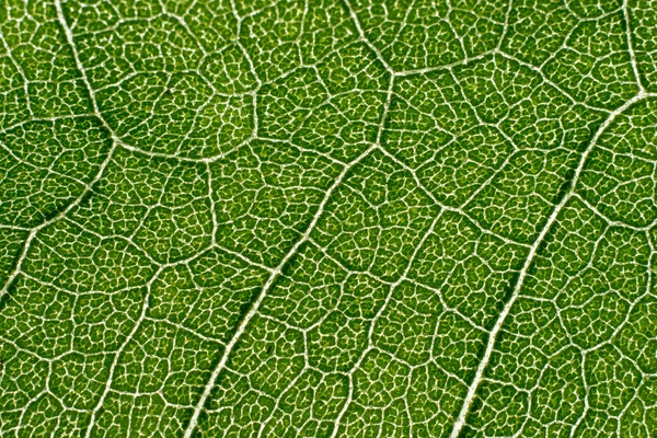 Leaf macro pattern of green — Stock Photo, Image