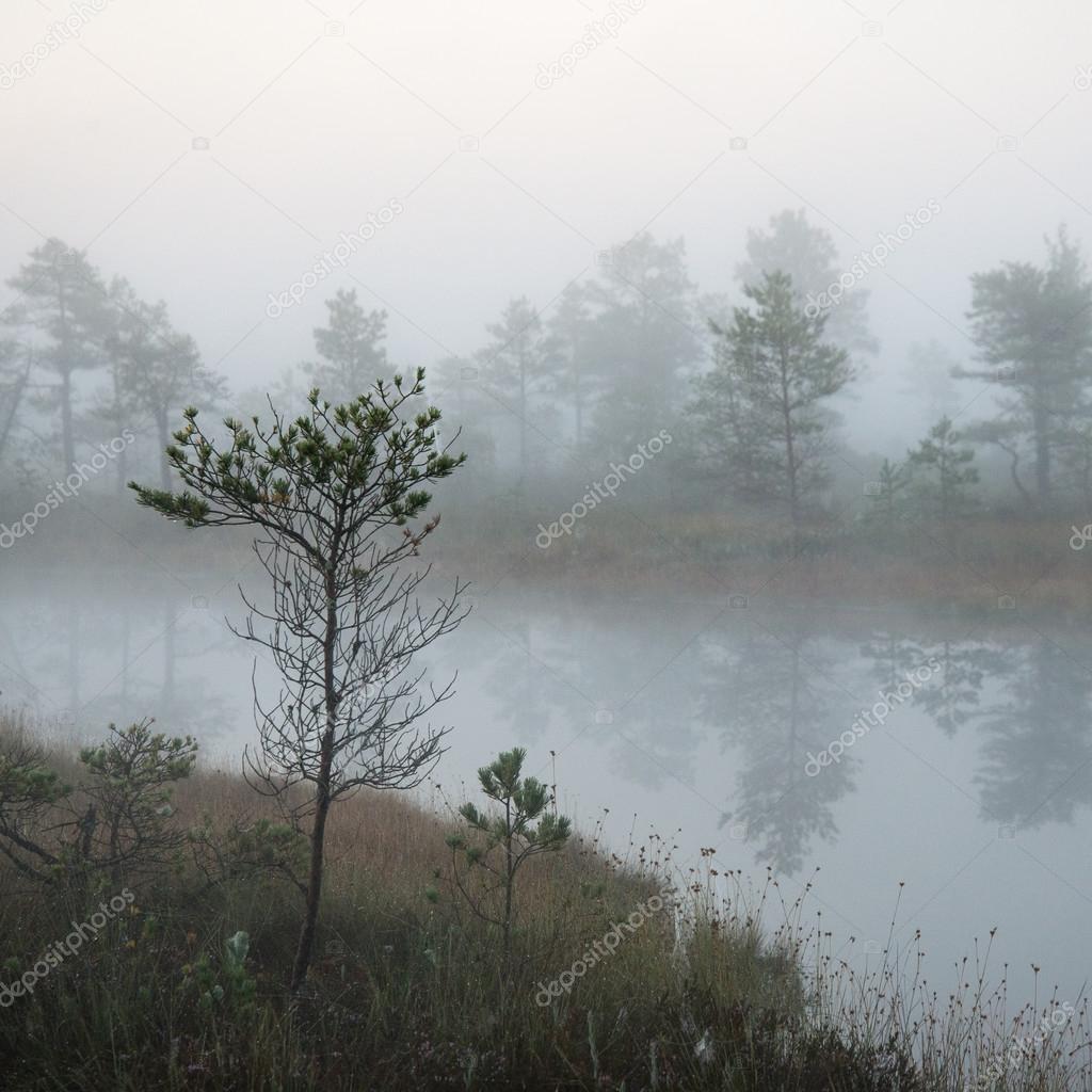 Beautiful tranquil landscape of misty swamp lake