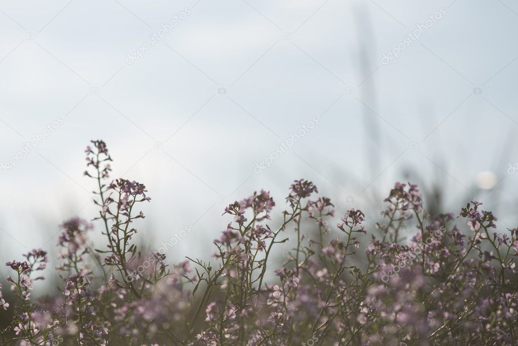 Beautiful defocus blur background with tender flowers.