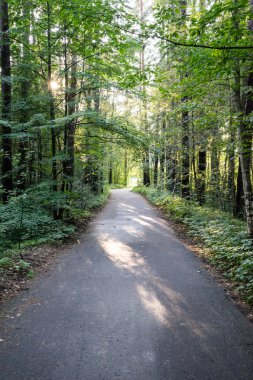 biraz yol ormanda yaktı