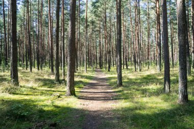 biraz yol ormanda yaktı