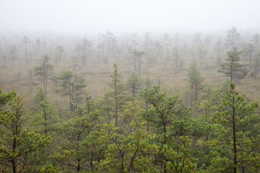 Bataklık manzara ağaçlar Bataklığı'ile